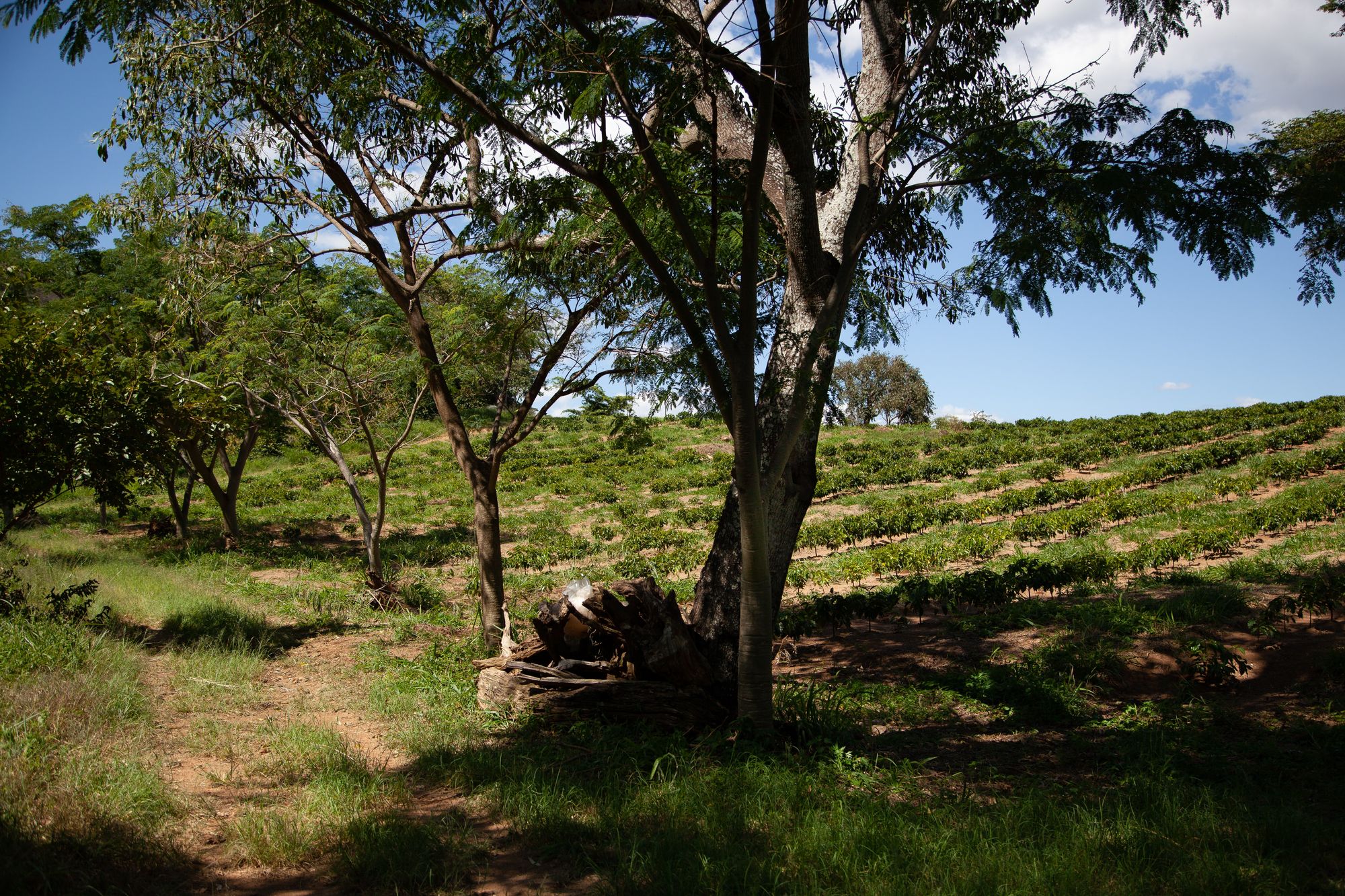 Agroforestry system with trees and crops