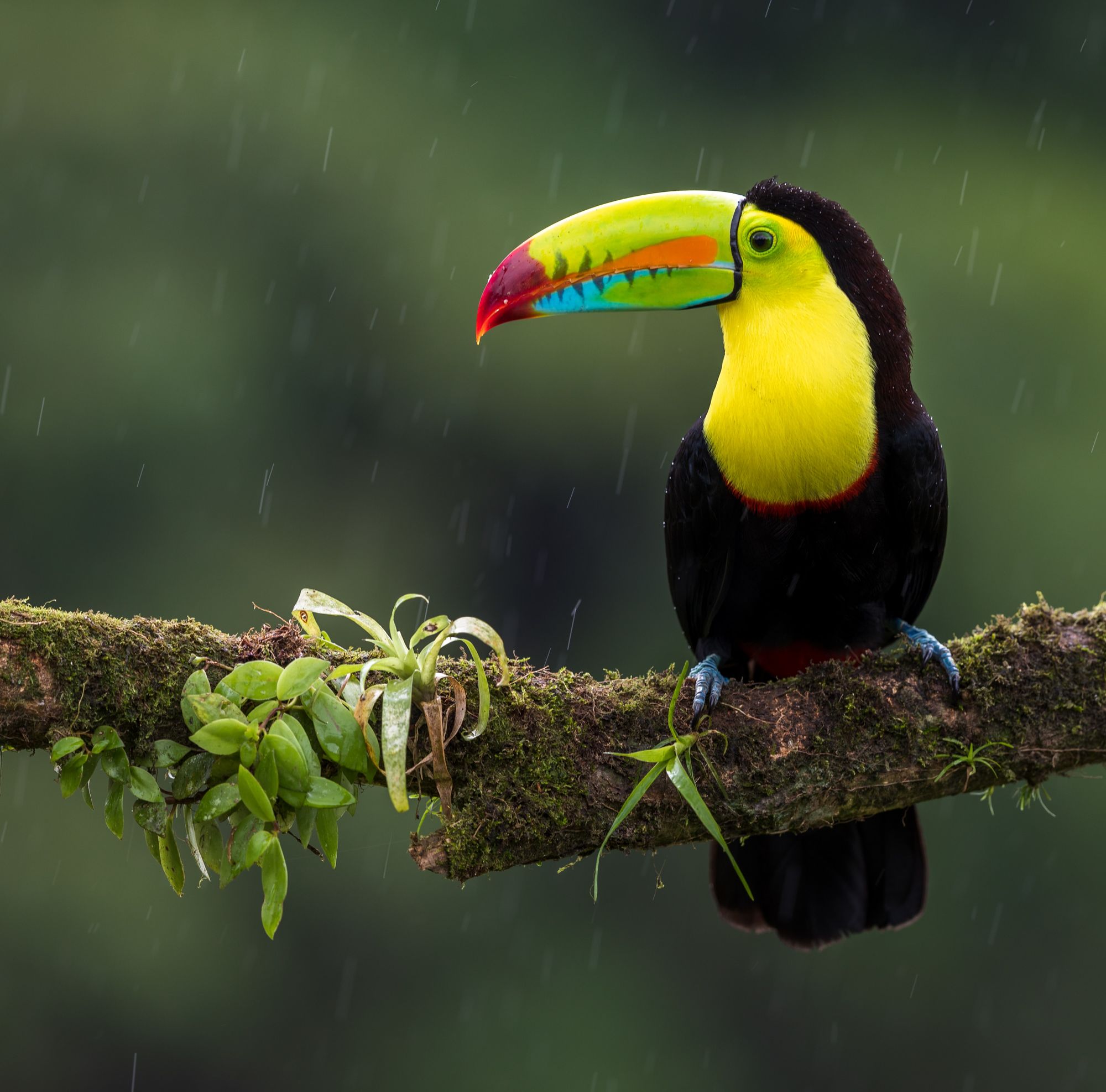 A toucan perched on a tree branch in Costa Rica