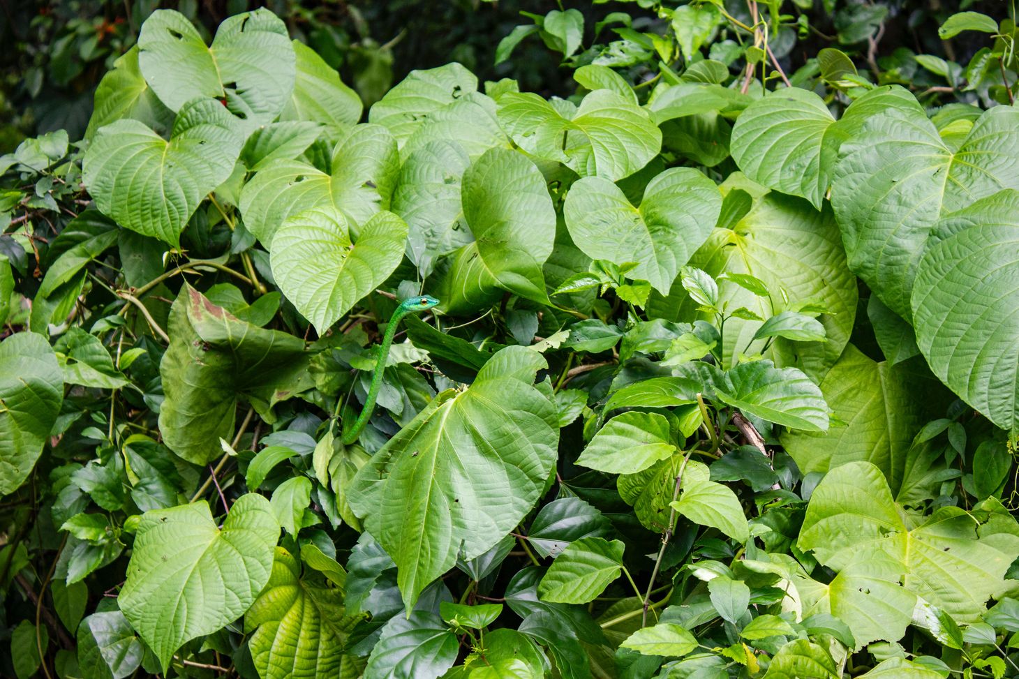 Permaculture in Costa Rica